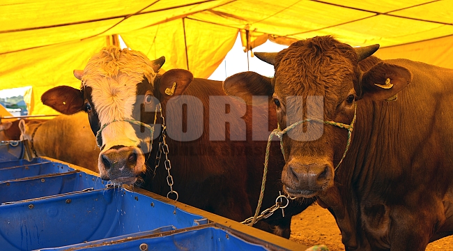 Çorlu Belediyesi, kurban satış başvuruları için kayıtlara başladı